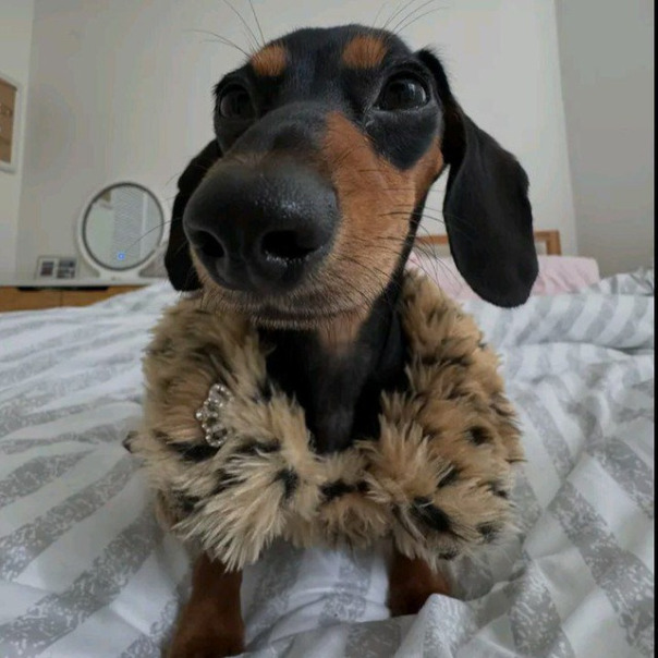 Максим Манелок