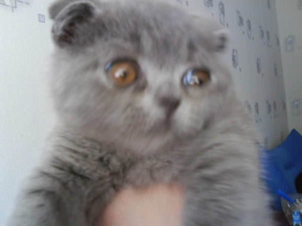 Мой кот
