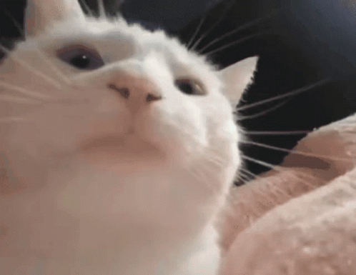 gif photo view