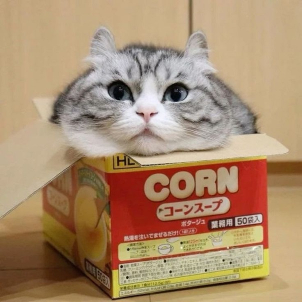 Найт Найтов