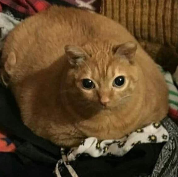 Фок 