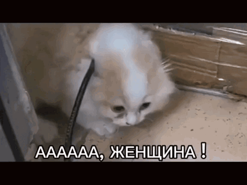 gif photo view