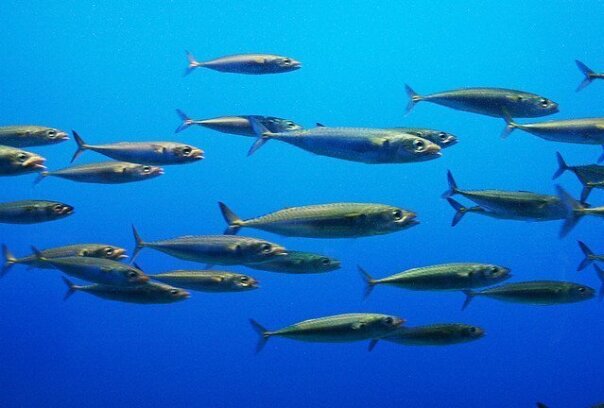 Sardine Sardine