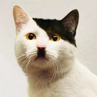 Adolf kitler...