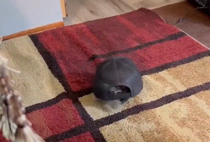 gif photo view