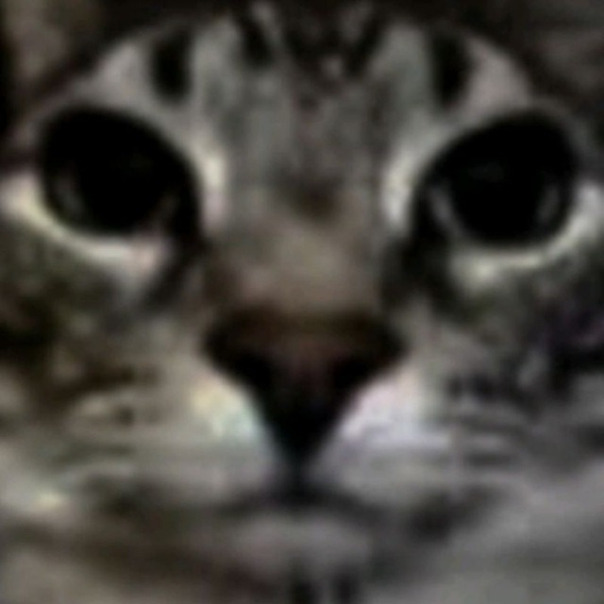 Артём Шипучко