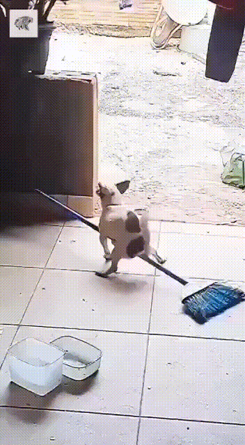 gif photo view