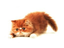 котики..=333