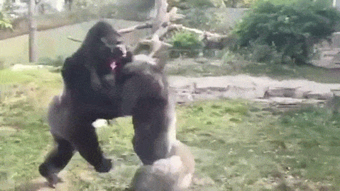 gif photo view