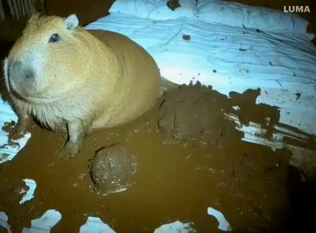 gif photo view