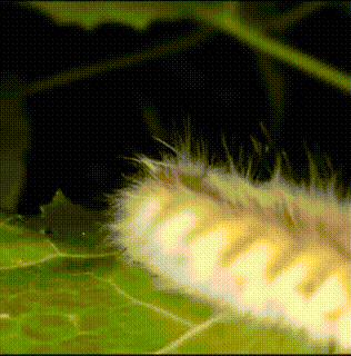 animation.gif.mp4