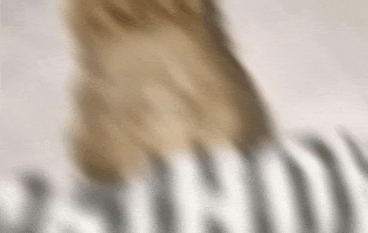 gif photo view