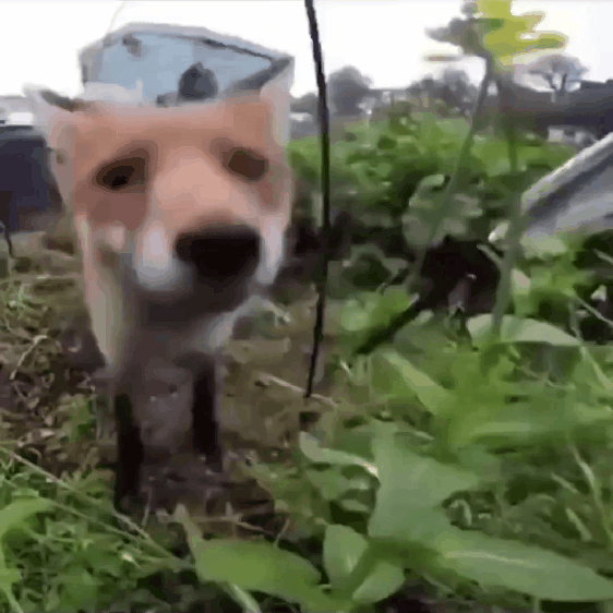 gif photo view