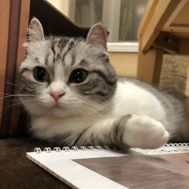 Найт Найтов