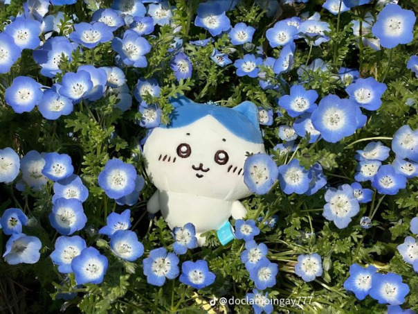 Антон Устрица