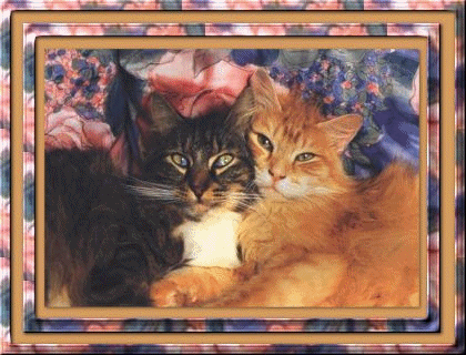 gif photo view