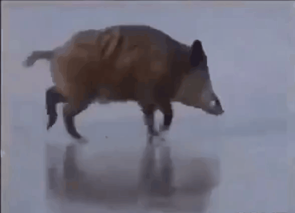 gif photo view