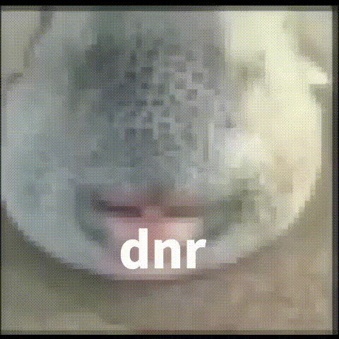 dnr