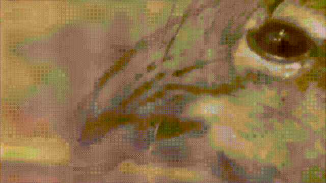 А тя тя