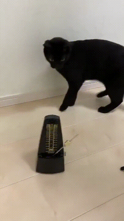 Cat and Clocks