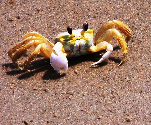Krabik Krabokaktus