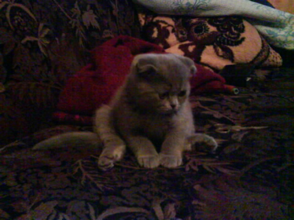 Мой кот