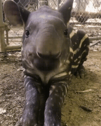 gif photo view