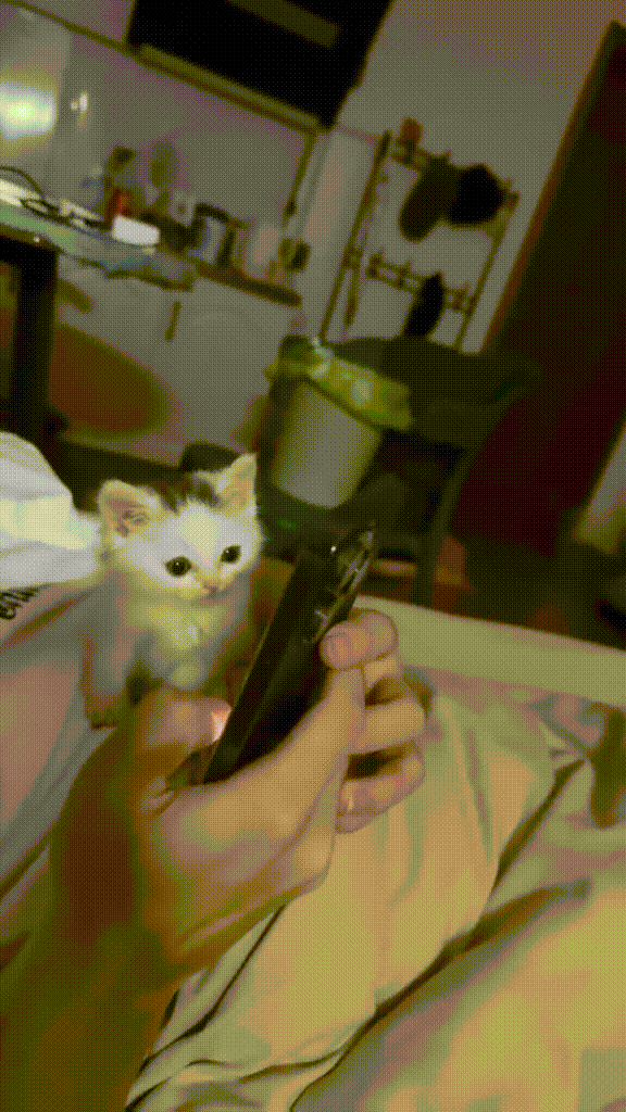 котек