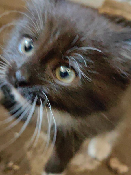 Elkot Meowich