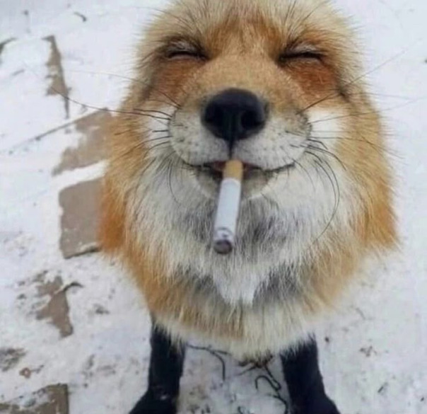 Роман Зеку