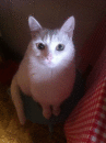 коте